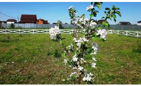 “Луговое” Декоративные посадки