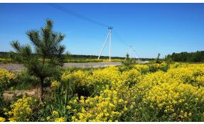 “Бархатово” Дорога к поселку