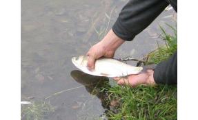 “Лесное” Зарыбление пруда