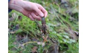 “Луговое” Раки