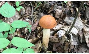 “Лесные пруды” Открытие грибной охоты!