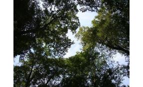 “Лесные пруды” Новые участки.