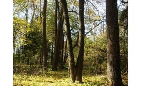 “Лесные пруды” Фотографии из архива