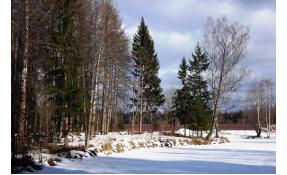 “Лесные пруды” Возрождение парка