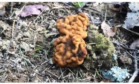 “Лесные пруды” Первый гриб года!