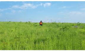 “Северный берег” Продолжаем побеждать борщевик