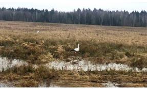 “Загородный” Прилетели аисты