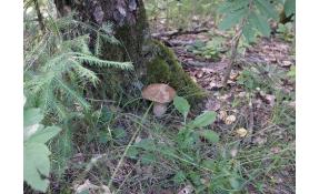 “Луговое” Найден первый гриб в этом году.