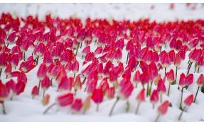 “Землетека” Поздравляем с Женским праздником!