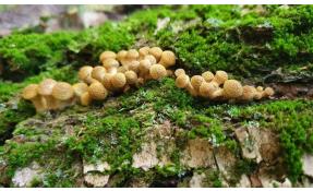 “Землетека” Пошли опята!