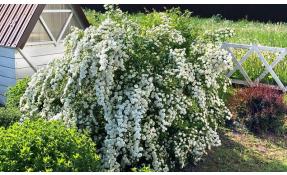 “Землетека” Время цветения