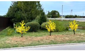 “Николины сады” Новые деревья