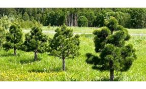 “Землетека” Сезон стрижки растений