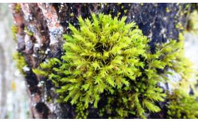 “Землетека” Краски зимнего леса