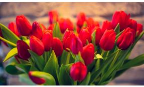 “Землетека” С ПРАЗДНИКОМ 8 Марта!