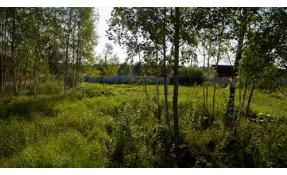 “Лесное” Акция 