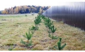 “Загородный” Озеленение