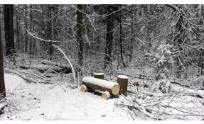 “Лесные пруды” Тропа здоровья