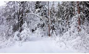 “Землетека” Сказочный зимний лес!