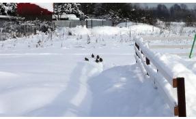 “Тихая речка” Где живут куропатки