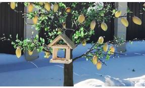 “Землетека” Тема с птичьими кормушками продолжается