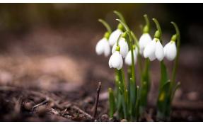 “Землетека” С праздником 8 марта!