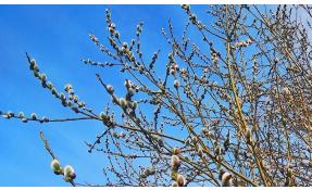 “Землетека” Фенологические приметы