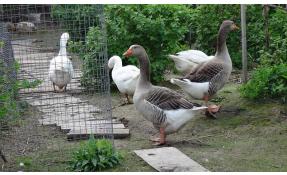 “Луговое” Участки с секретом