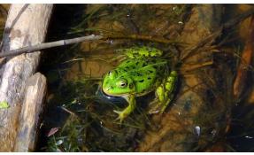 “Землетека” Лягушки
