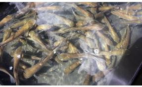 “Землетека” Зарыбление водоемов в дачных поселках