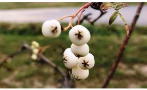 “Загородный” Краски осени