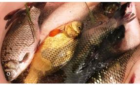 “Шапкино Парк” Рыба из прудов