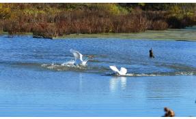“Исток” Белоснежные птицы