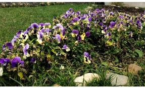 “Землетека” Последние цветы