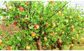 “Николины сады” Яблоневый сад