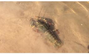 “Исток” Заселение пруда