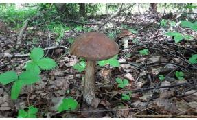 “Землетека” Пошли подберезовики!