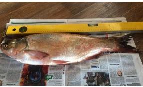 “Лесное” Вот такие толстолобики!