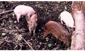 “Луговое” Посмотреть живого КАБАНА!