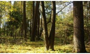 “Лесные пруды” Акция 