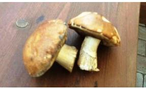 “Землетека” Пошли подберезовики!