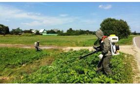 “Северный берег 1” Борьба с борьщевиком