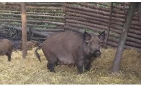 “Узоры” Обновление кабаньего семейства