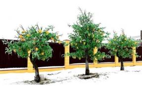 “Николины сады” Ледяной дождь это ещё и красиво!