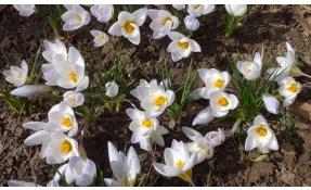 “Землетека” В поселках весна!