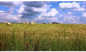 “Северный берег” Покосы