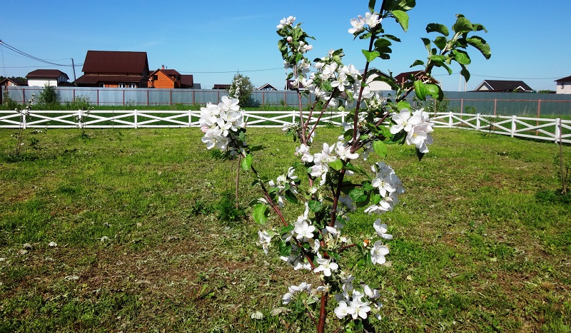 Цветение яблонь в Луговом