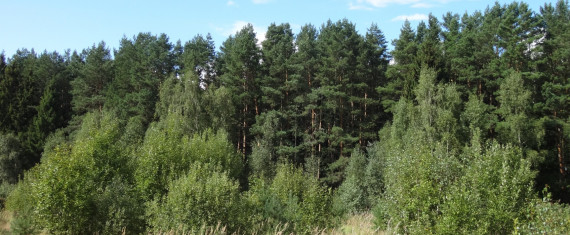  Сосновый лес