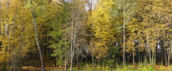 Пруды осень